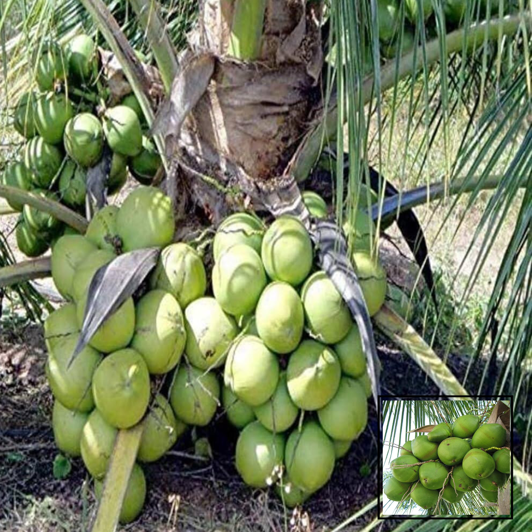 Ganga Bondam Coconut Nariyal Hybrid Dwarf Fruit Live Plant (2-4 Feet Height)