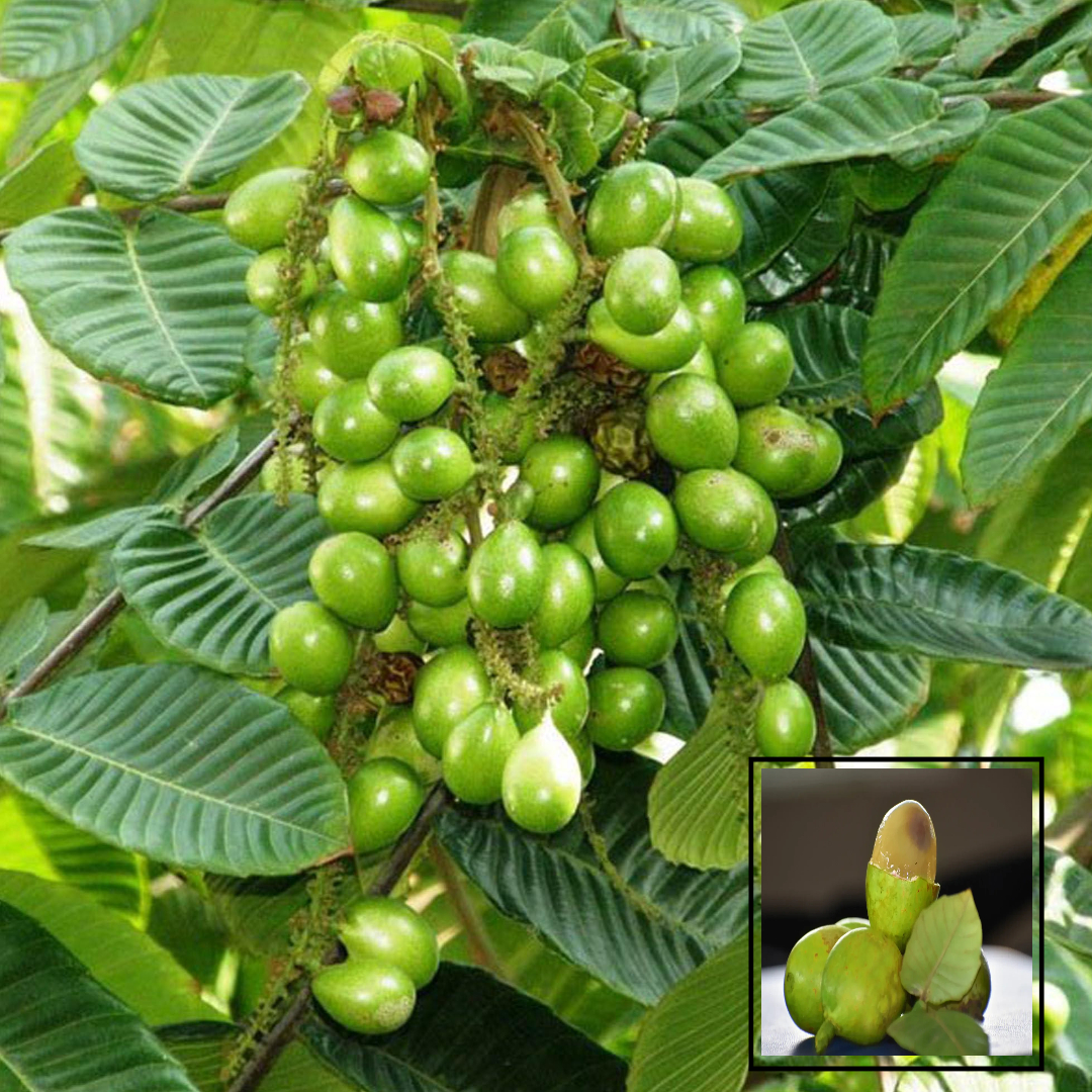 Matoa Pometia Pinnata Fruit Live Plant (1.5-3 Feet Height)