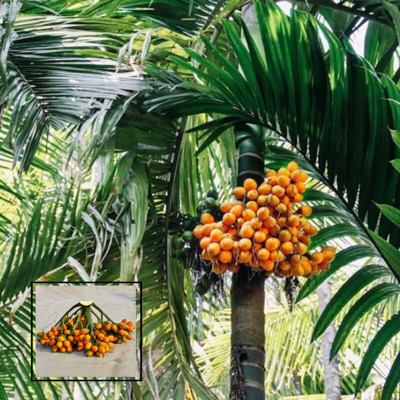 Hybrid Dwarf Arecanut Betel Plant Betel Nut Plant Inter mangala Variety (1.5_3 Feet Height)