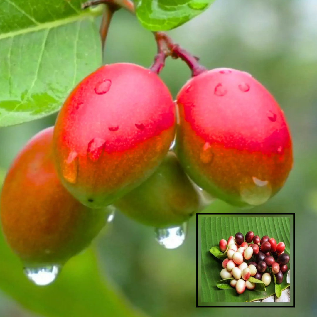 Thai Sweet Karonda Carissa Carandas Cherry Cherries Variety Fruit (Air Layering/Grafted) Live Plants & Tree(1.5-3 Feet Height)
