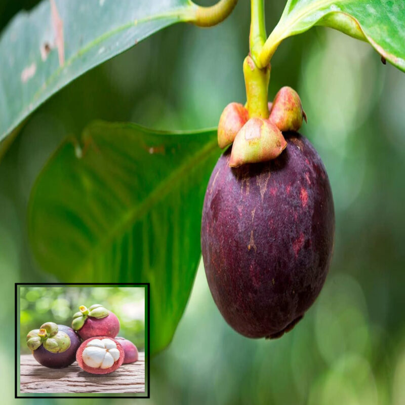 Mangosteen Variety Fruit Live Plants & Tree(1.5-3 Feet Size)