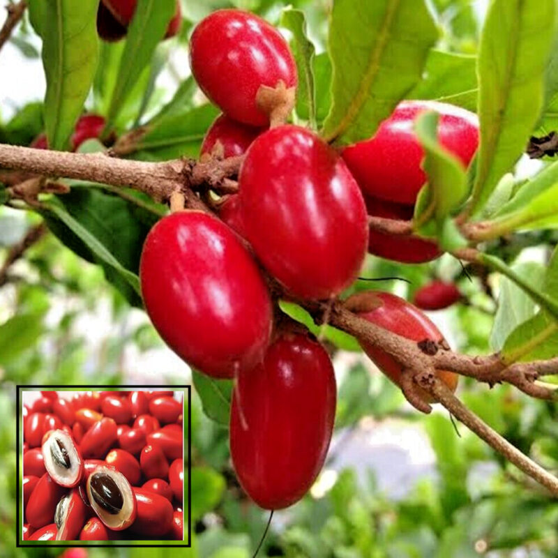 Miracle Berry/Miracle Fruit Rare Tropical Bush Fruit Plant (1.5-3 Feet Height)