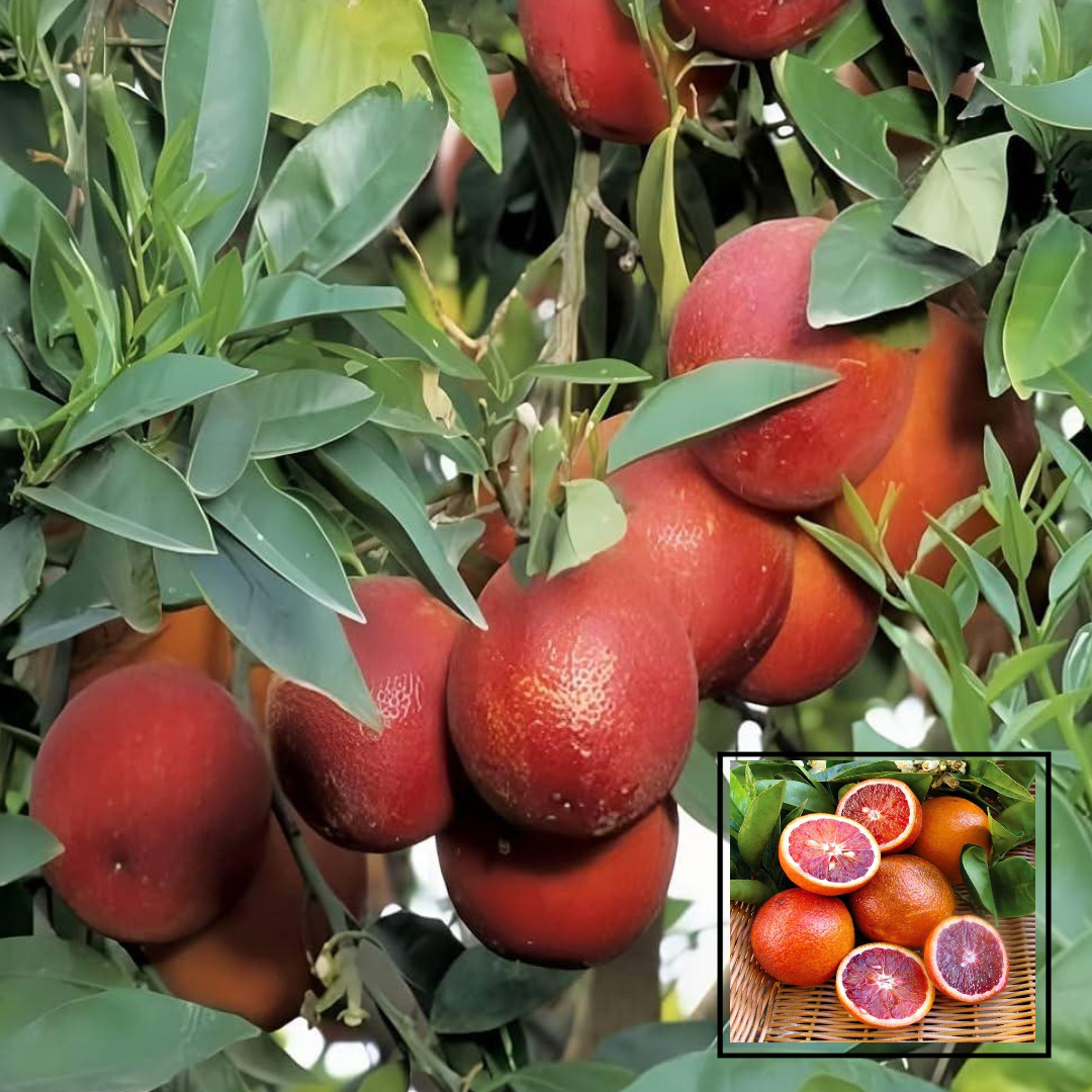 Red Malta Mosambi Grafted Fruit Live Plant (1.5-3 Feet Height)