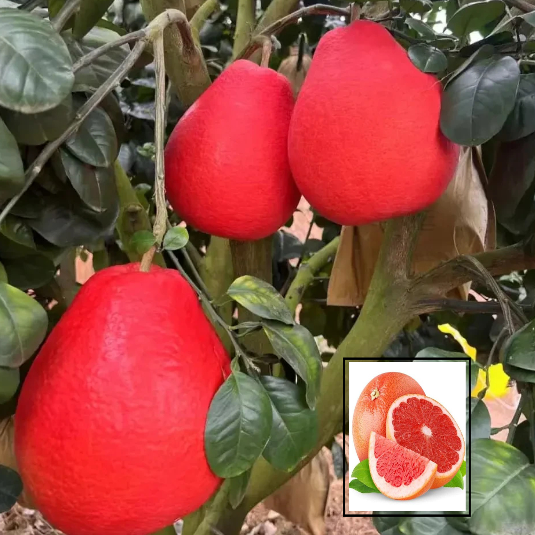 Thai Red Pomelo Batabi Lebu Variety Grafted Citrus Maxima Lemon Fruit Live Plant(1.5-3 Feet Height)