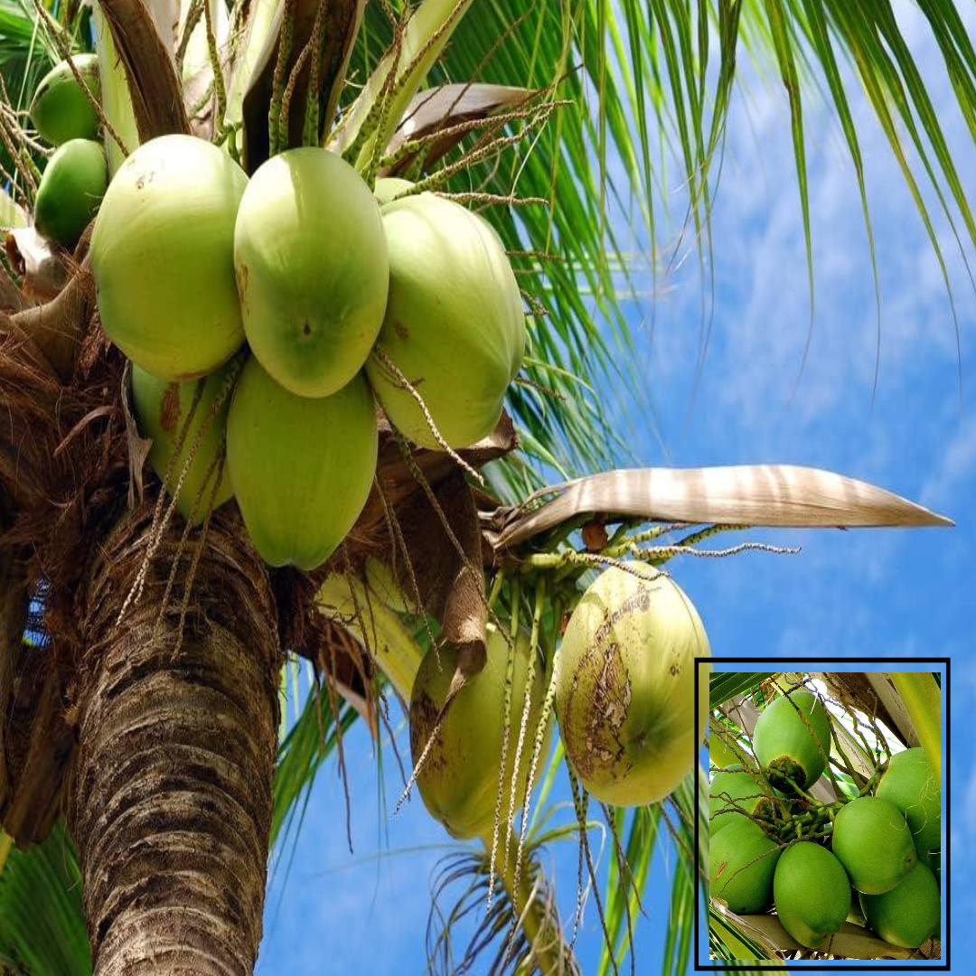 Tall Coconut Nariyal variety Fruit Live Plant (2-4 Feet Height)