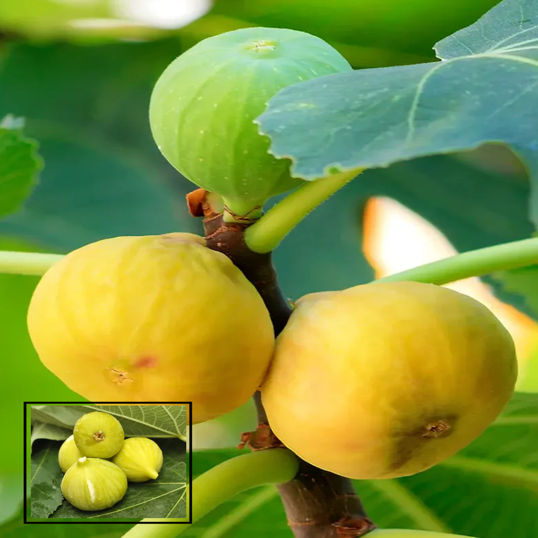 Yellow Excel Variety Fig Anjeer Fruit Air Layered/Grafted Live Plants (1-2 Feet Height)