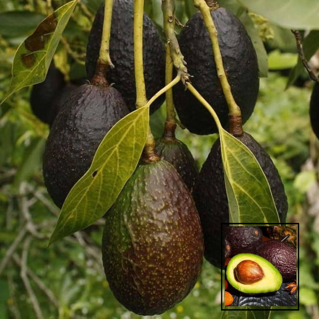 Avocado Lamb Hass variety Butter Fruit Grafted Live Plants & Tree (1.5-3 Feet Size)