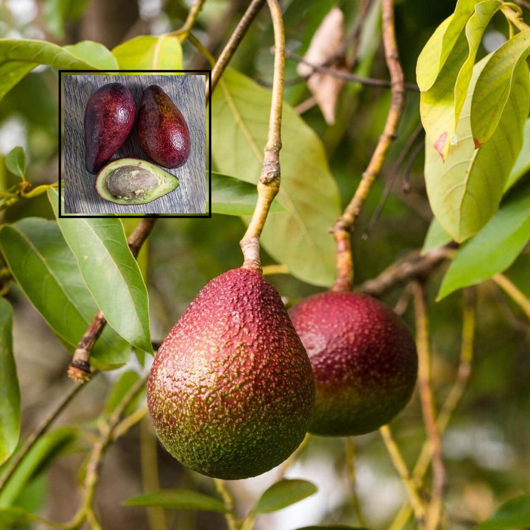 Avocado Miami Red variety Butter Fruit Grafted Live Plants & Tree (1.5-3 Feet Size)