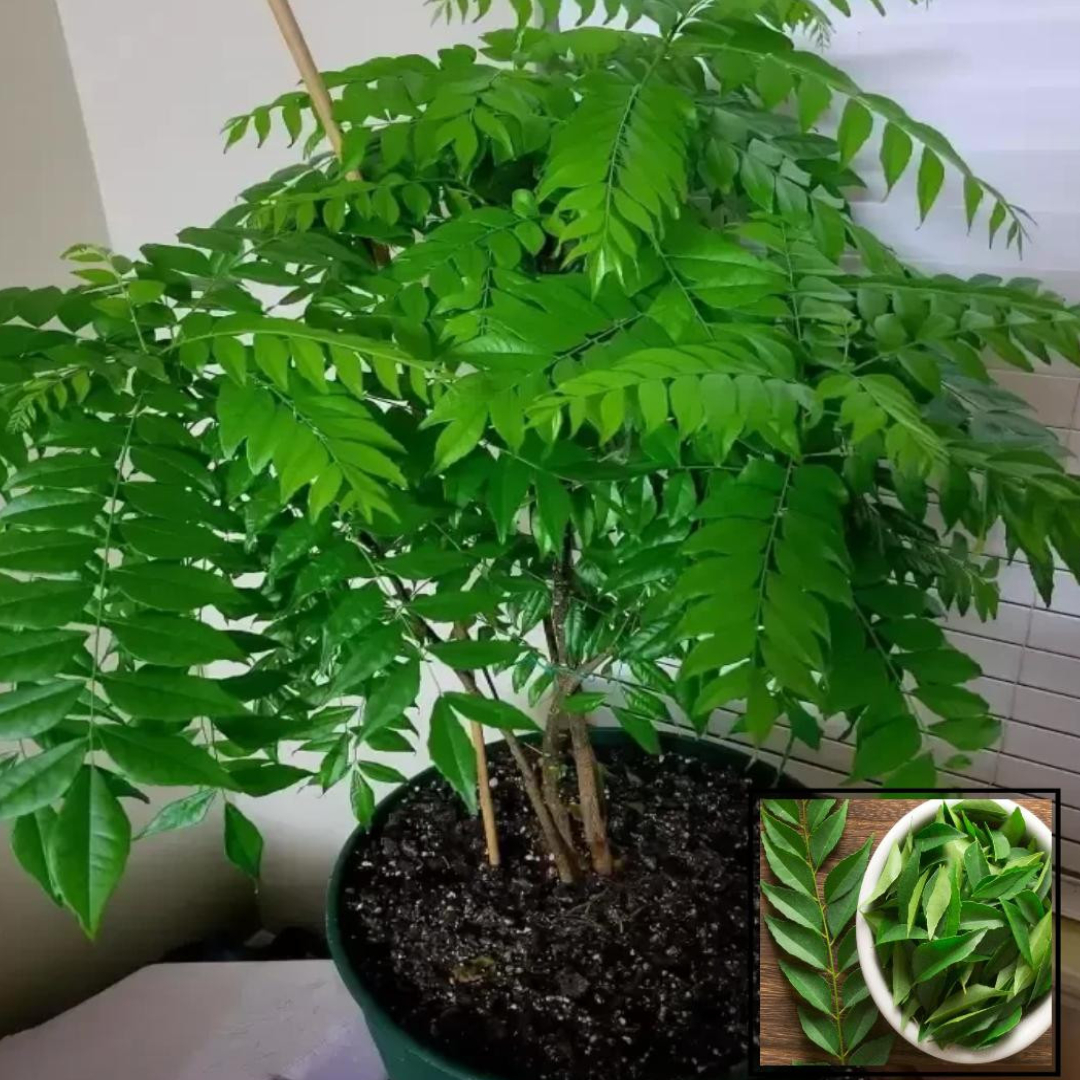 Curry Leaves Kadi Patta Murraya koenigii Meetha Neem Live Plants & Tree(1-2 Feet Size)