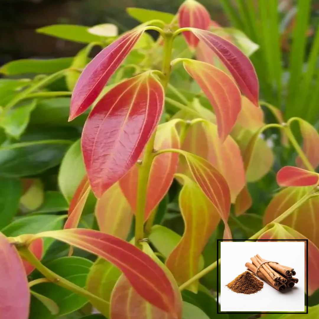 Dalchini Plant - Cinnamon Dalchini Spice Healthy Live Plant (1-2 Feet Height)
