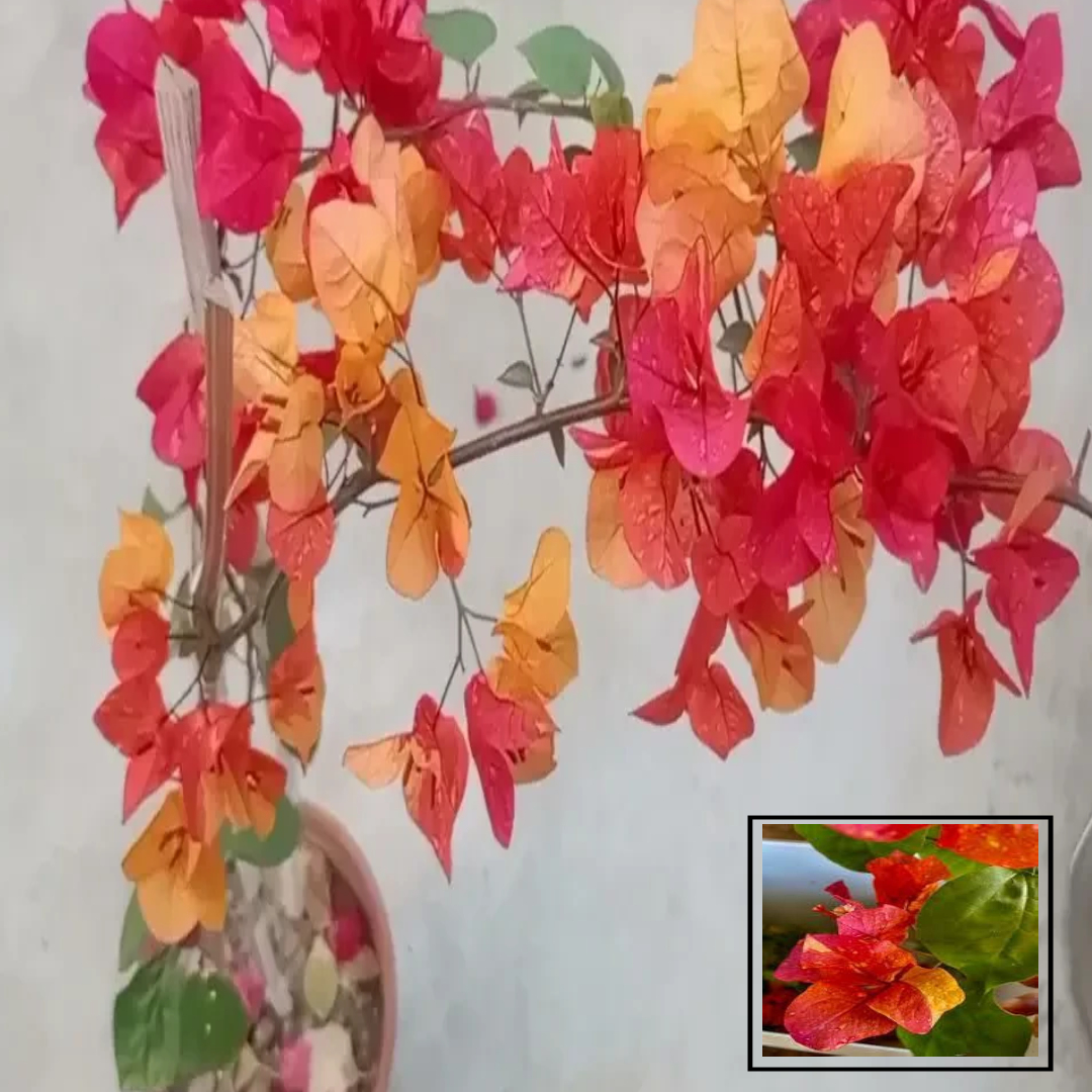 Adarna Bougainvillea Kagoj Ful Shrubs Grafted Flower Live Plants & Tree(1-2 Feet Size)