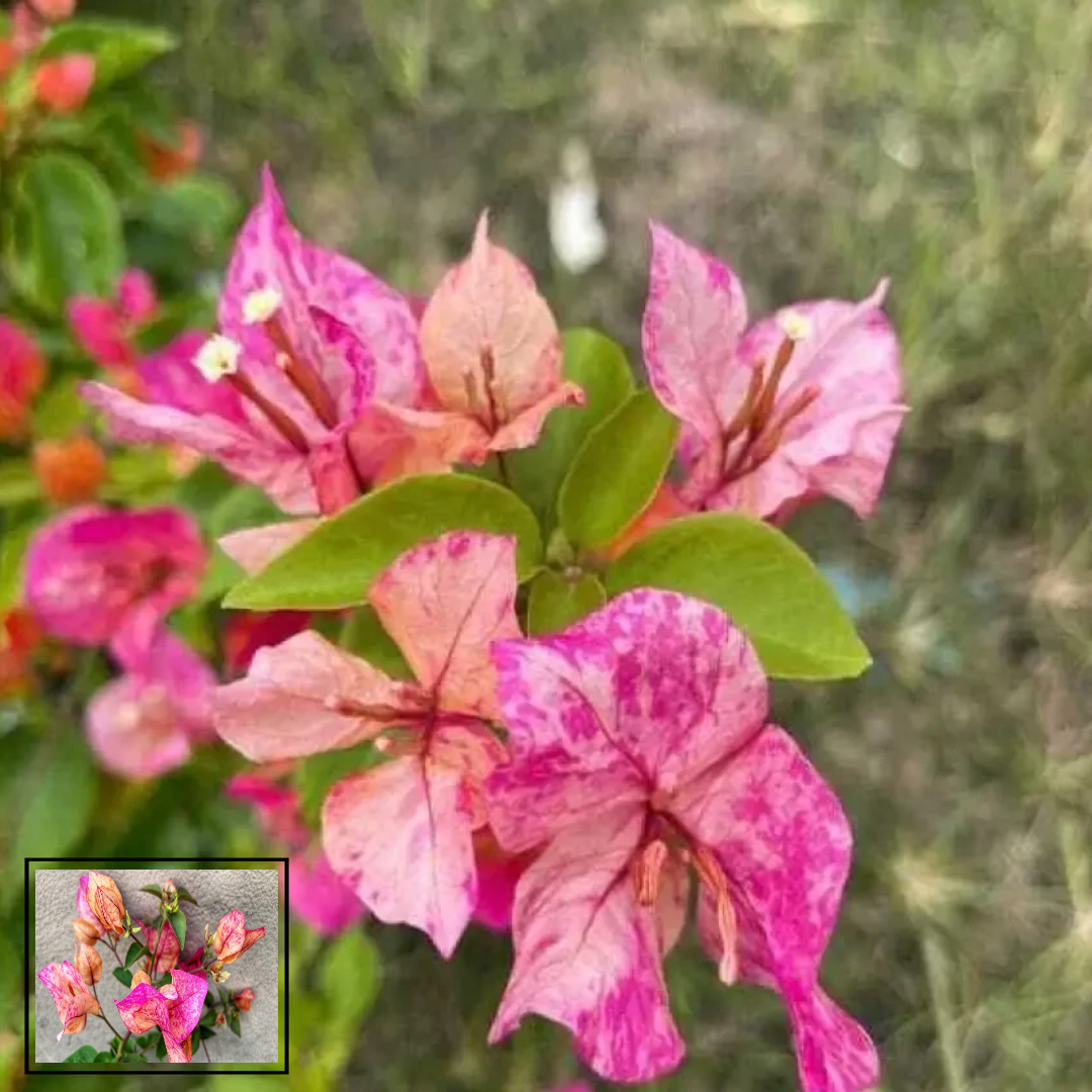 Arjuna Bougainvillea Kagoj Ful Shrubs Grafted Flower Live Plants & Tree(1-2 Feet Size)