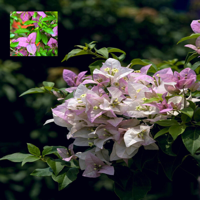 Begam Sikandar Bougainvillea Kagoj Ful Shrubs Grafted Flower Live Plants & Tree(1-2 Feet Size)