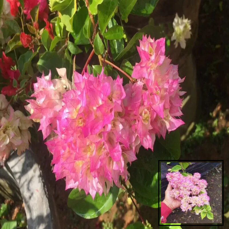 Cherry Blossom Bougainvillea Kagoj Ful Shrubs Grafted  Flower Live Plants & Tree(1-2 Feet Size)