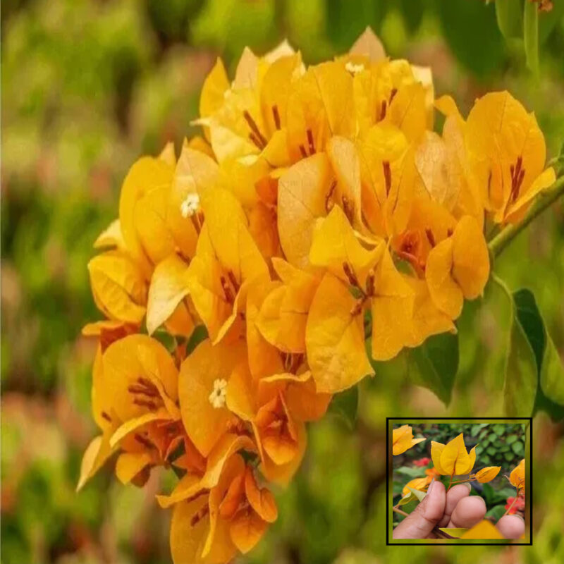 Chili Yellow Bougainvillea Kagoj Ful Shrubs Grafted Flower Live Plants & Tree(1-2 Feet Size)