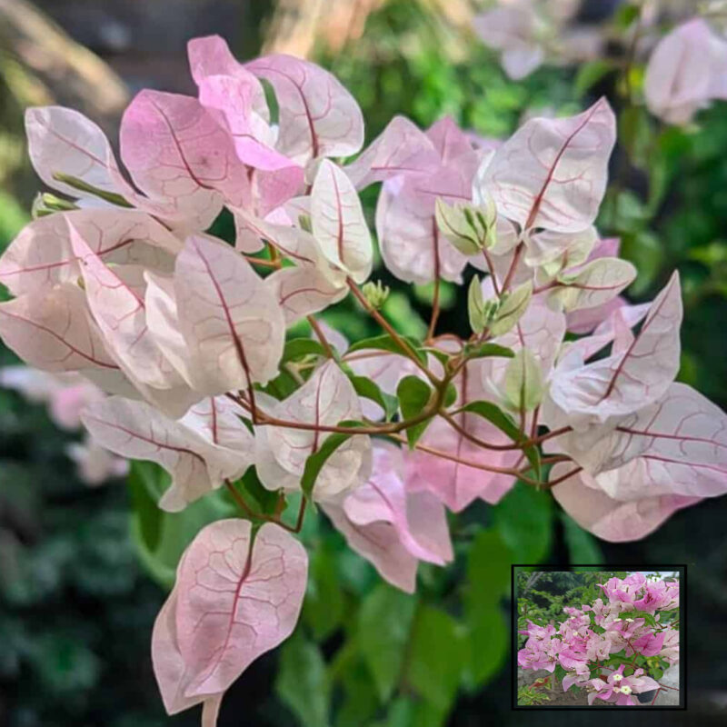 Cherry Ice cream Bougainvillea Kagoj Ful Shrubs Grafted Flower Live Plants & Tree(1-2 Feet Size)