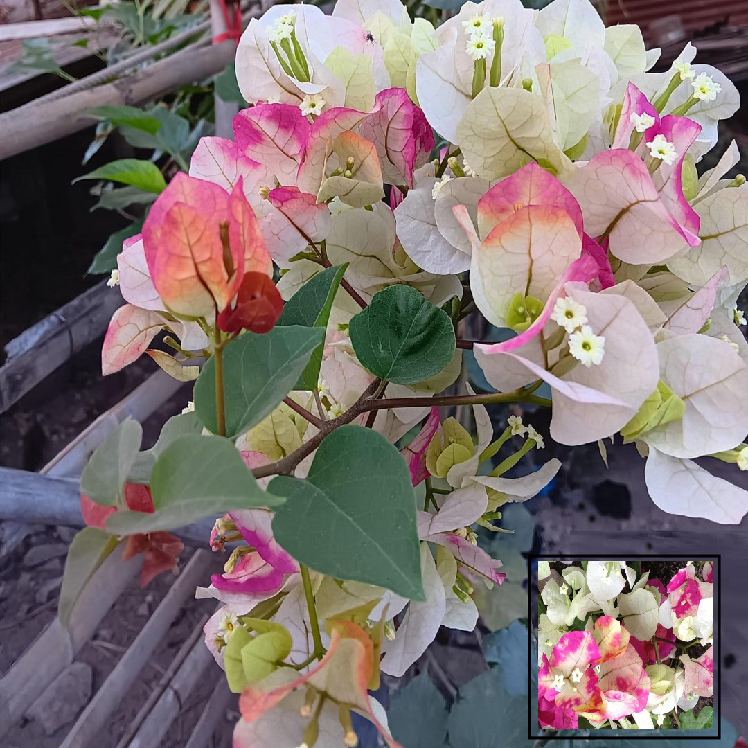 Chitra Cream Bougainvillea Kagoj Ful Shrubs Grafred Flower Live Plants & Tree(1-2 Feet Size)