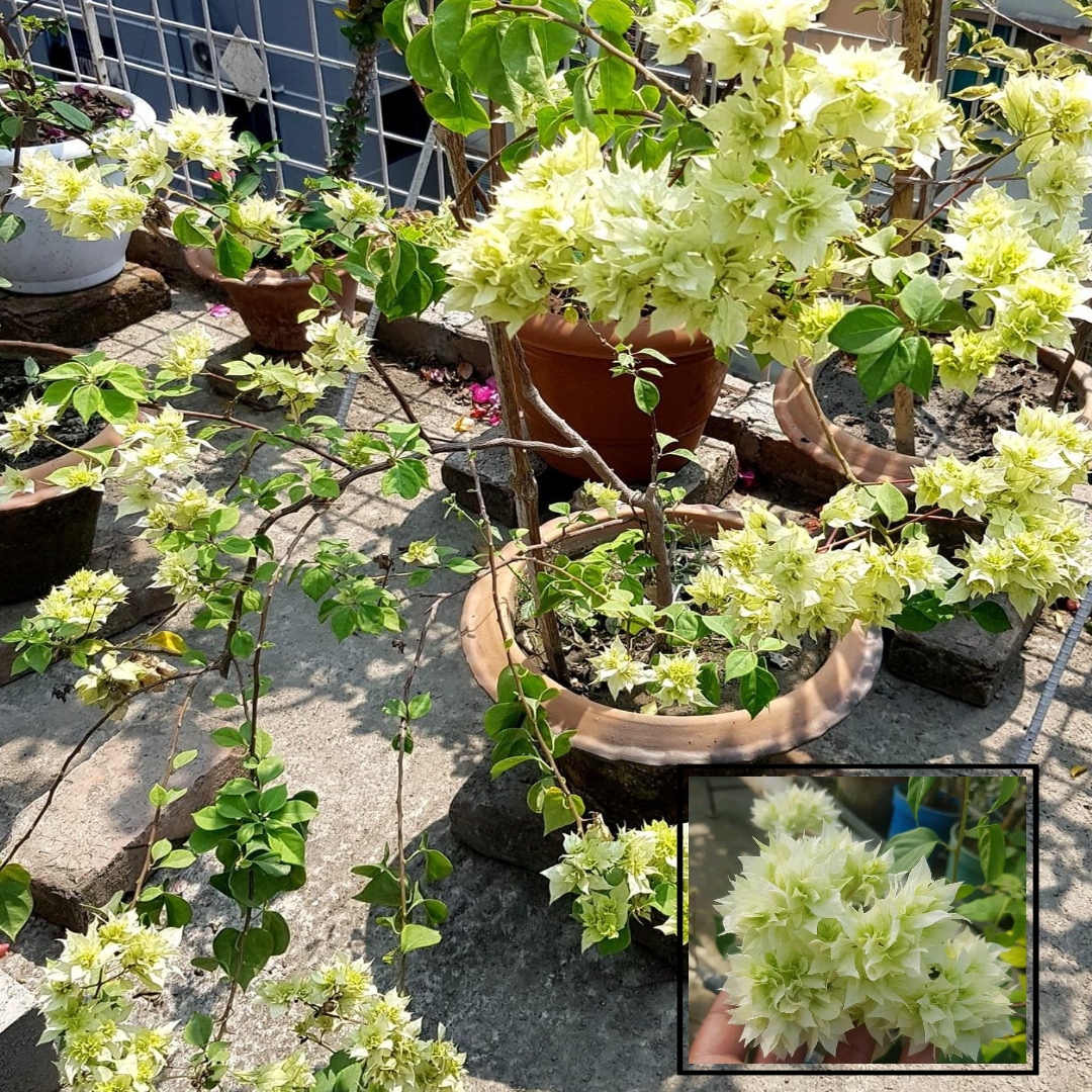 Denia White Bougainvillea Kagoj Ful Shrubs Grafted Flower Live Plants & Tree(1-2 Feet Size)