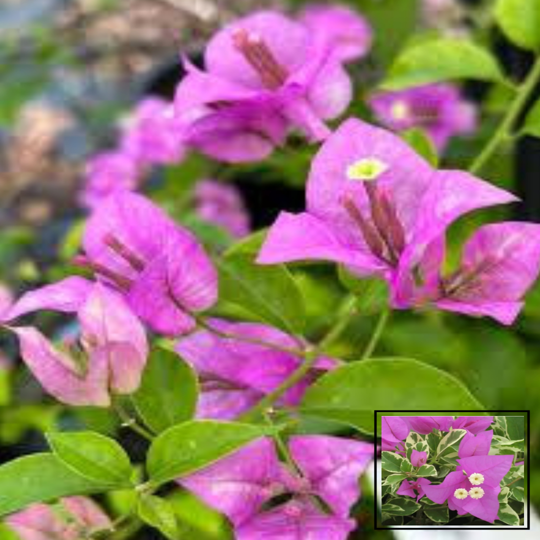 Evaa Tri Color Bougainvillea Kagoj Ful Shrubs Grafted Flower Live Plants & Tree(1-2 Feet Size)