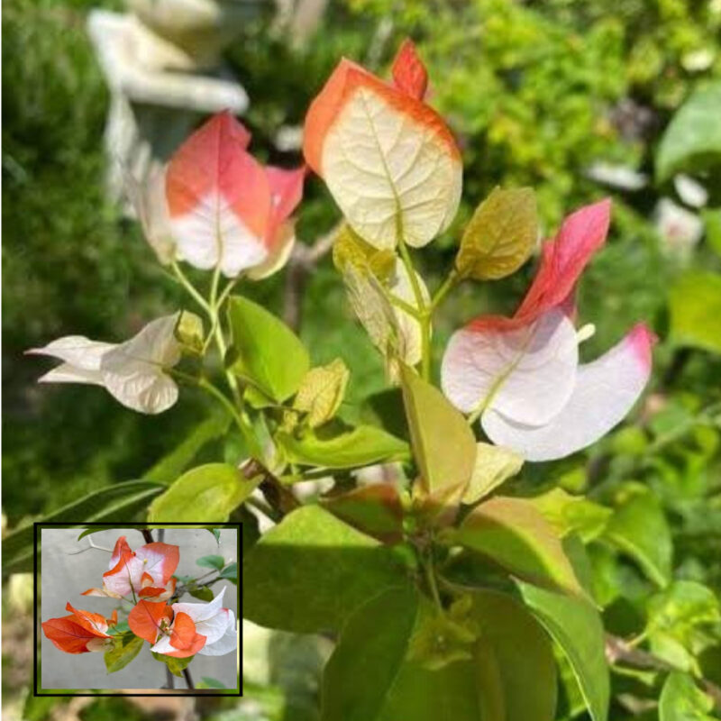 Maharani Bougainvillea Kagoj Ful Shrubs Grafted Flower Live Plants & Tree(1-2 Feet Size)