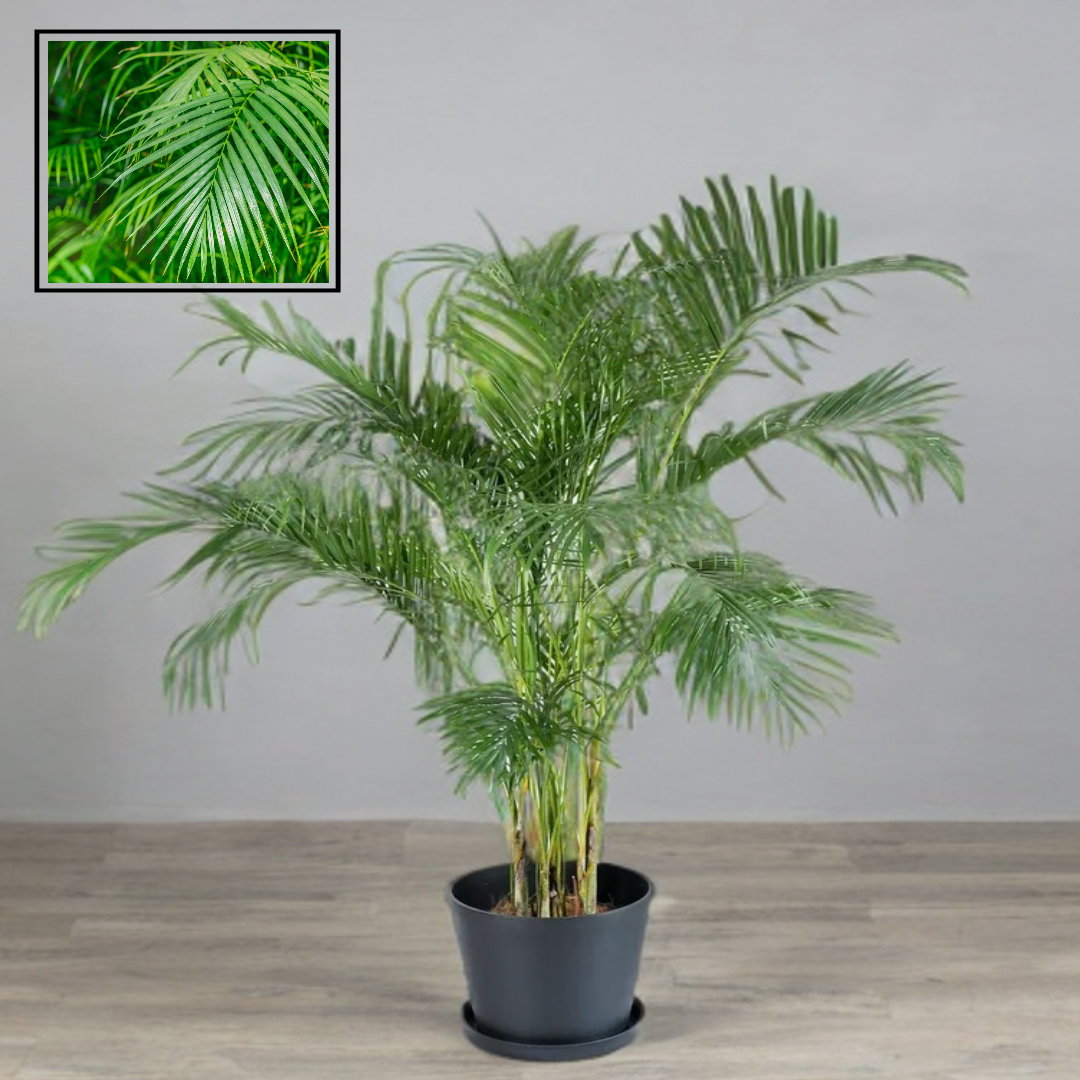 Areca Palm Air Purifier Ornamental Live Plants & Tree (1.5-3 Feet Size)
