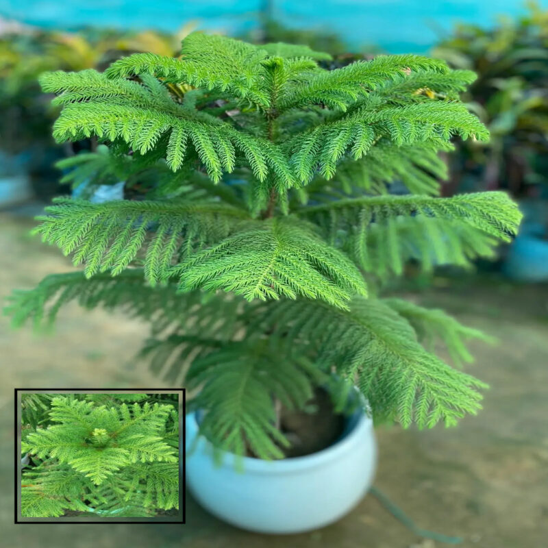 Christmas Tree Araucaria Heterophylla Jhau Ornamental Live Plants & Tree (1.5-3 Feet Size)