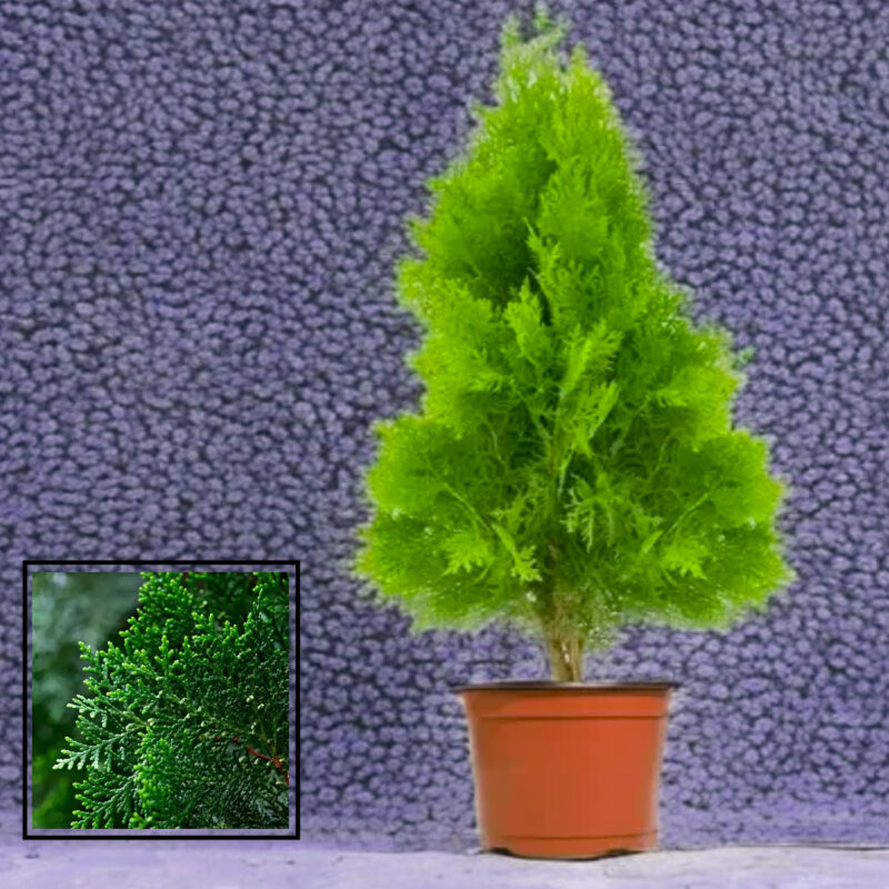 Thuja Orientalis Morpankhi/Jhow Live Plant (1.5-3 Feet Plant)