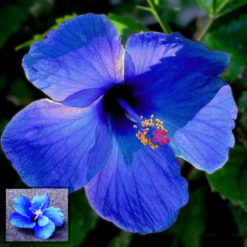 Nil joba-Hibisus, Blue hibisus Gudhal flower plant