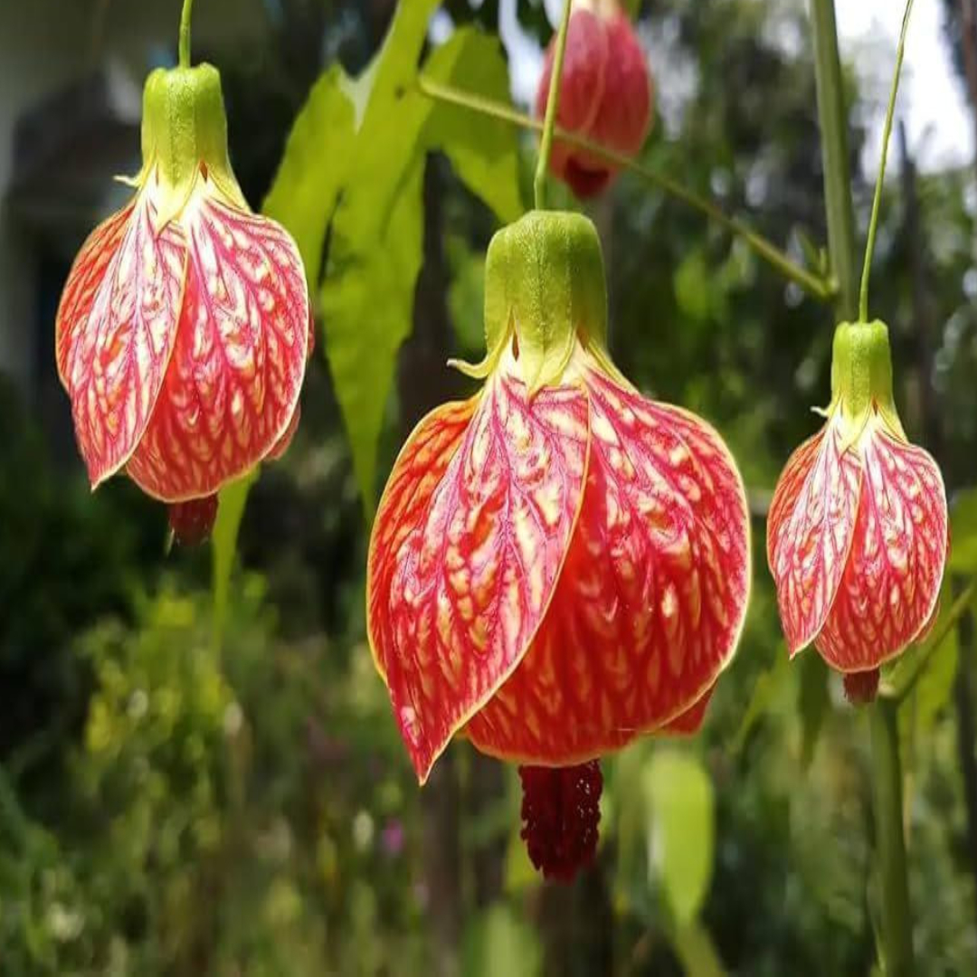 Untitled Project(308)