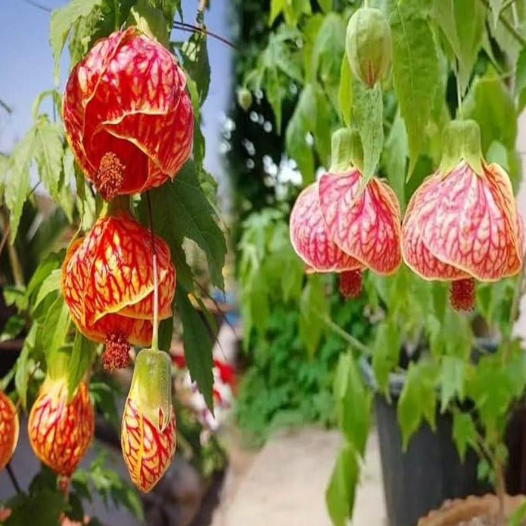 Untitled Project(309)