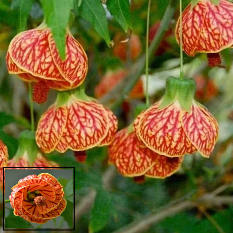 Lantern Lanthana Hibiscus Joba Gudhal Flower Live Plants