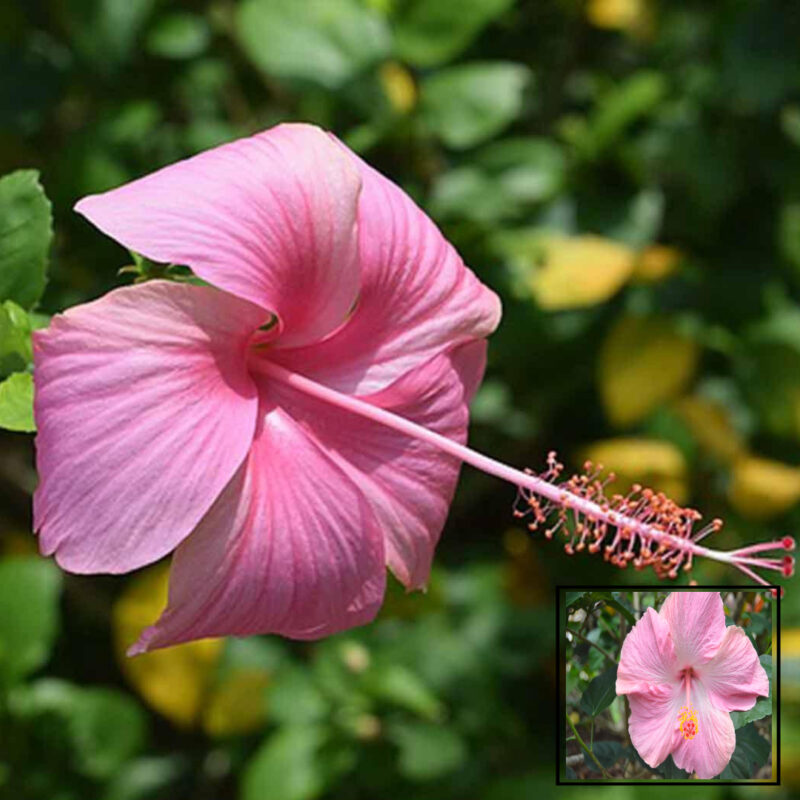 Pink Colour Hibiscus Joba Gudhal Flower Live Plants