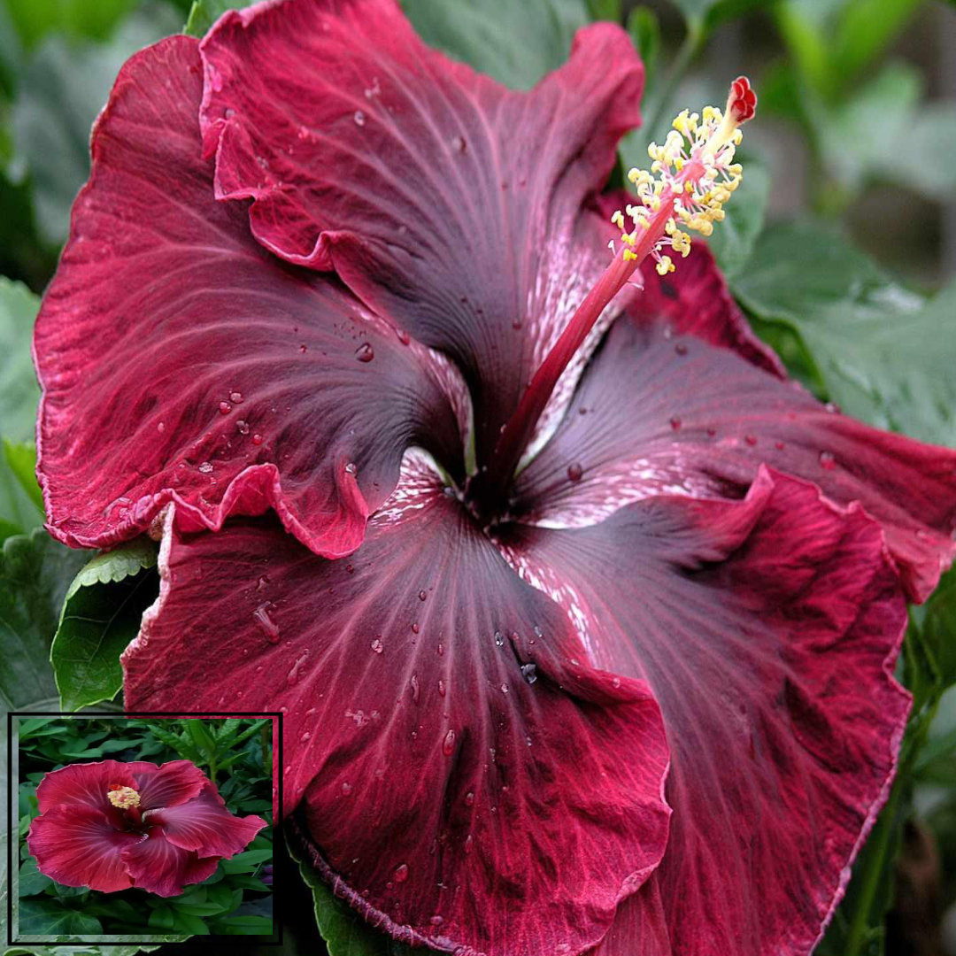 Red Colour Hybrid Hibiscus Joba Gudhal Flower Live Plant