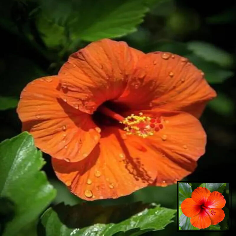 Orange Colour Hibiscus Joba Gudhal Flower Live Plant