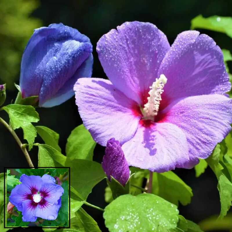 Purple Colour Hibiscus Joba Gudhal Flower Live Plant