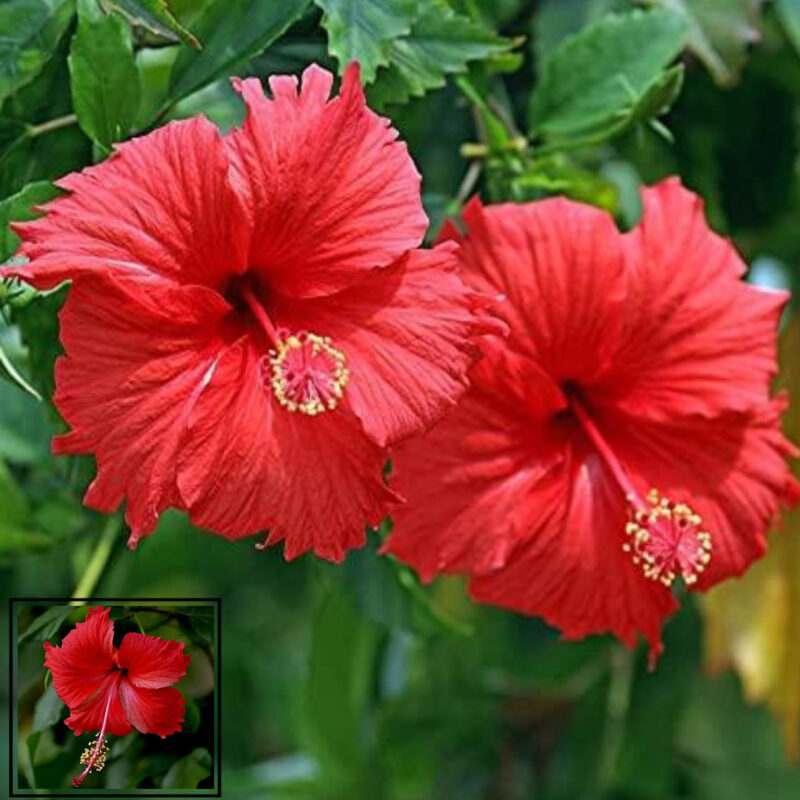 Red Colour Hibiscus Joba Gudhal Flower Live Plant