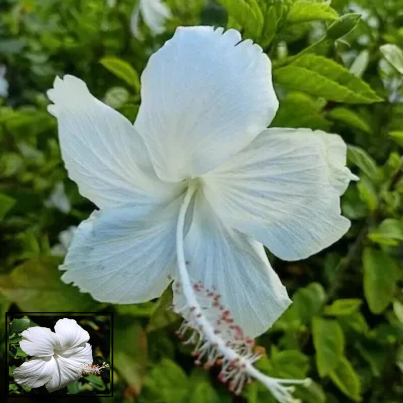 White Colour Hibiscus Joba Gudhal Flower Live Plant