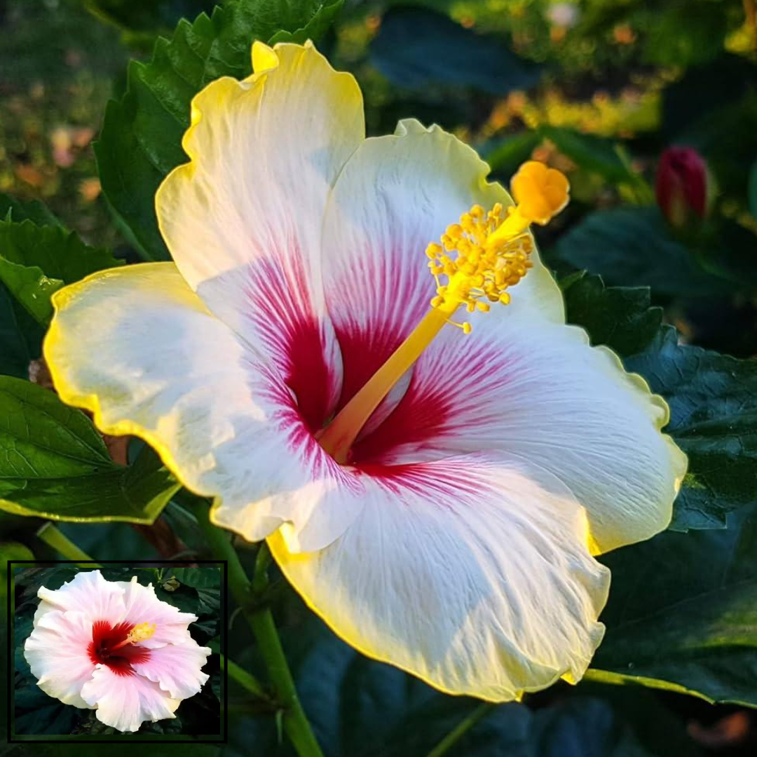 White Red Colour Hibiscus Joba Gudhal Flower Live Plant