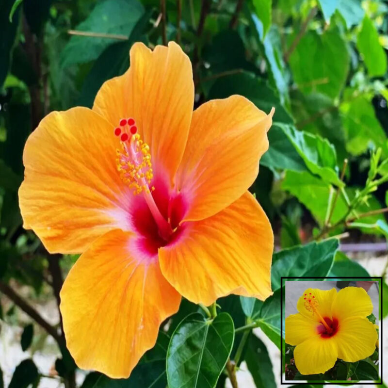 Yellow Colour Hibiscus Joba Gudhal Flower Live Plant