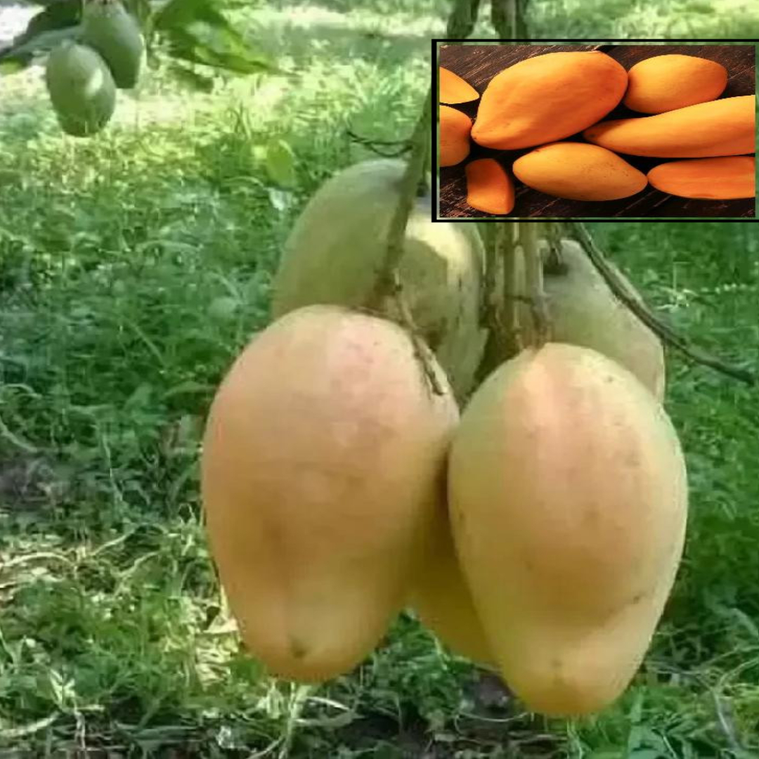 Anwar Ratol Rataul Mango Aam Grafted Fruit Live Plant (1.5-3 Feet Height)