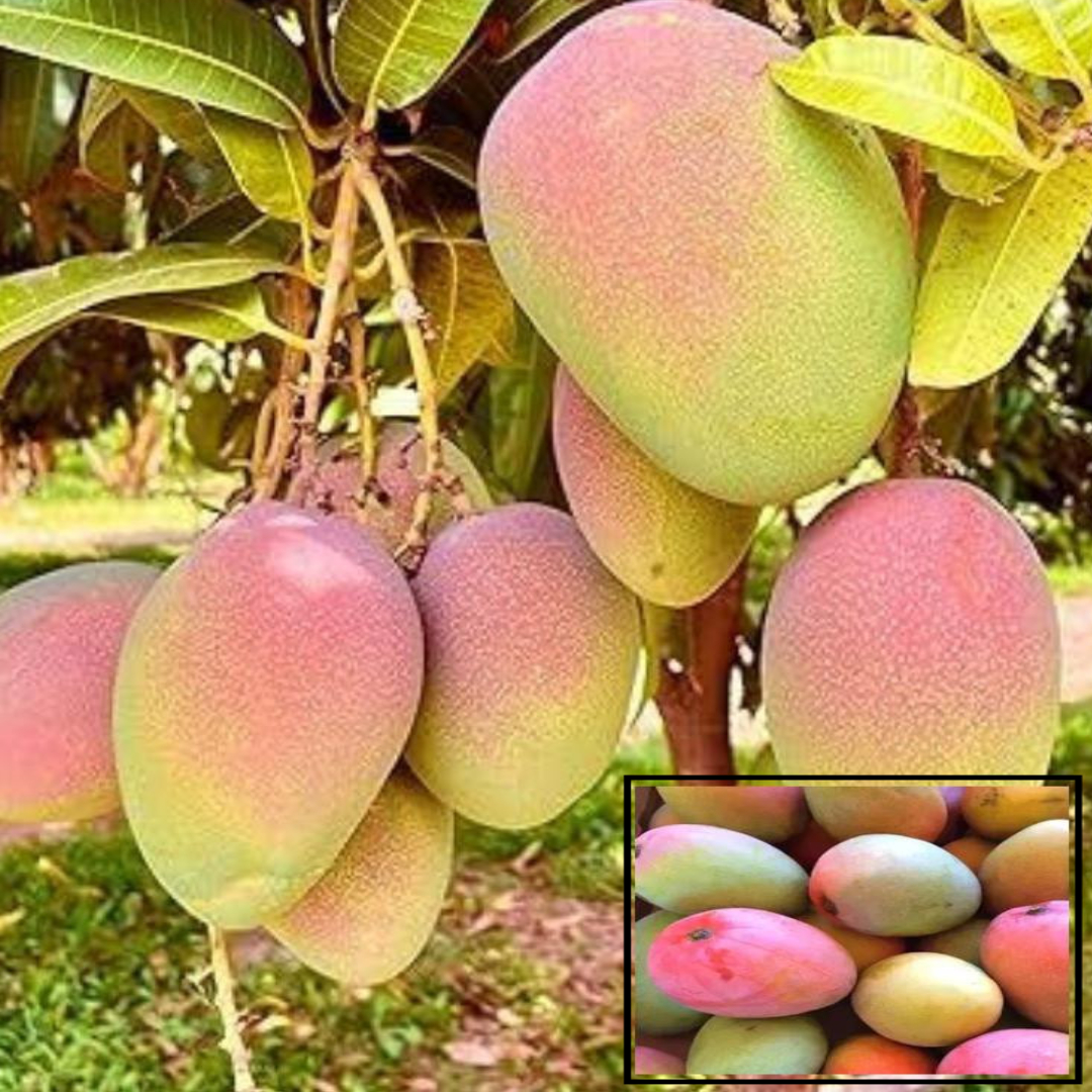American Kent Mango Aam Grafted Fruit Live Plant (1.5-3 Feet Height)