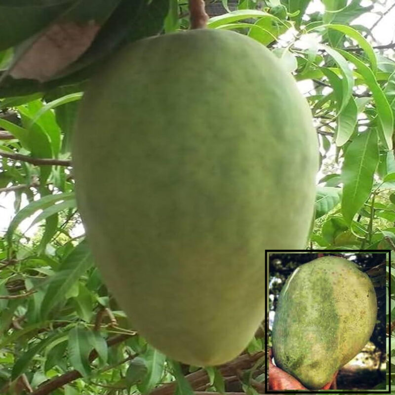 Mango 4KG Variety Grafted Aam Fruit Live Plants & Tree(1.5-3 Feet Size)