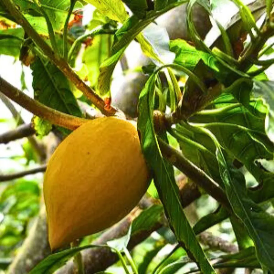 Untitled_design_-_2024-07-24T161533.440