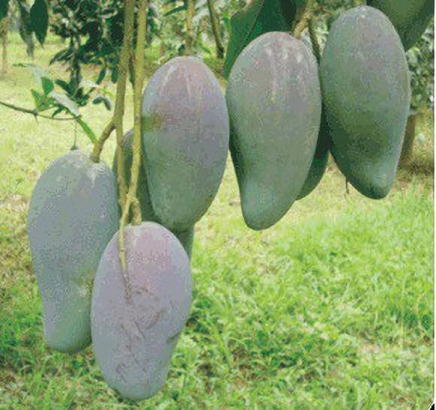 annual-no-yes-mango-model-name-arka-puneet-plant-1-punarva-original-imahyq43jyfhndat