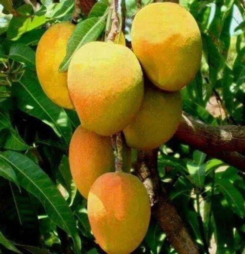 annual-yes-yes-grafted-1-plastic-bag-exotic-plant-hub-jardalu-original-imagg24zbrqd6kdk