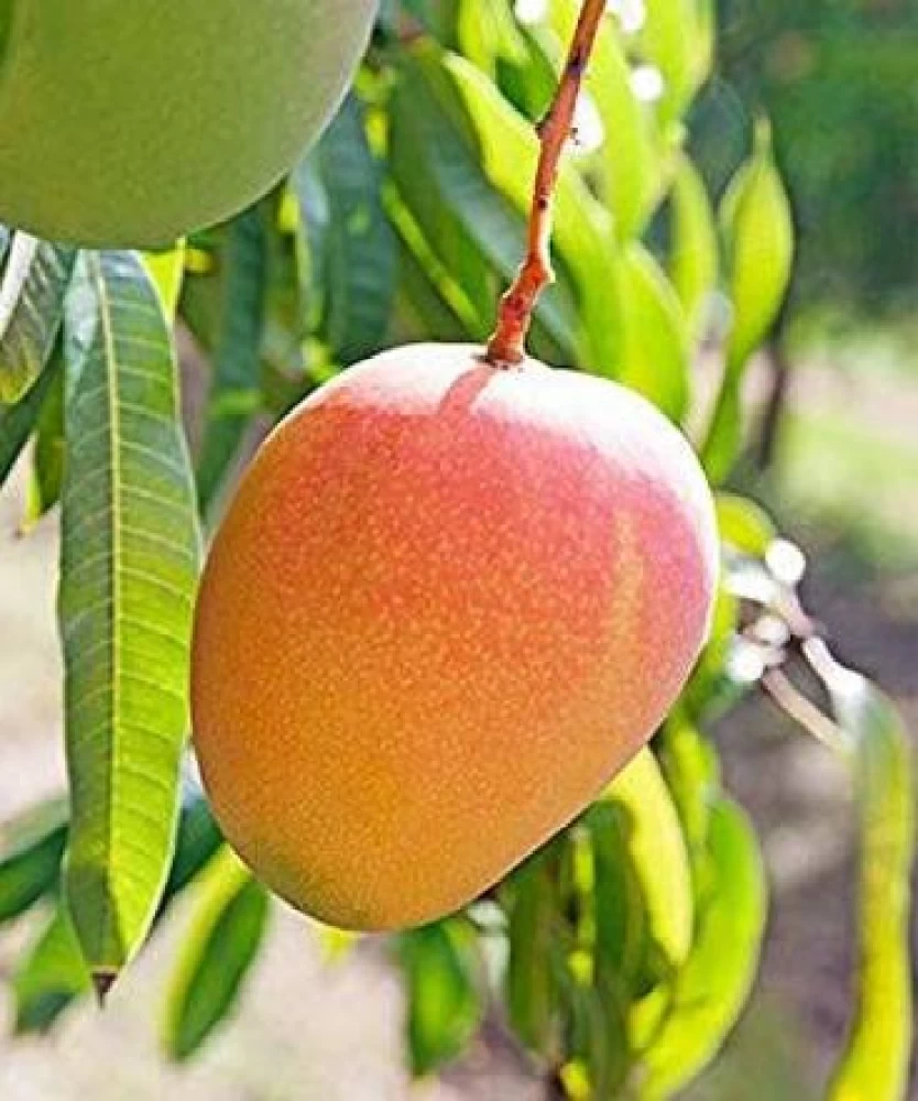 annual-yes-yes-grafted-1-plastic-bag-exotic-plant-hub-jardalu-original-imagg24zt7b8wmzb