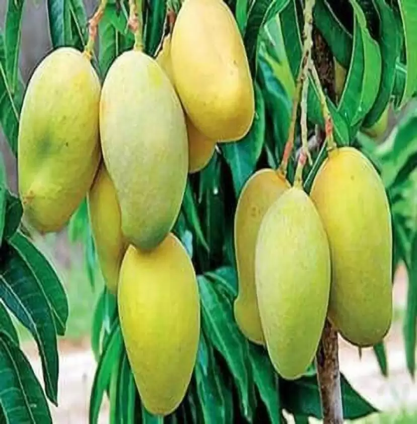annual-yes-yes-langra-mango-plant-1-plastic-bag-langra-mango-original-imagg27kgxverqk4
