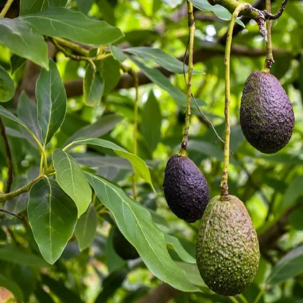 avocado-lamb-hass-variety-self-pollinating-butter-fruit-grafted-live-plants-tree-product-images-orvxcsouwen-p603497335-0-202308021202