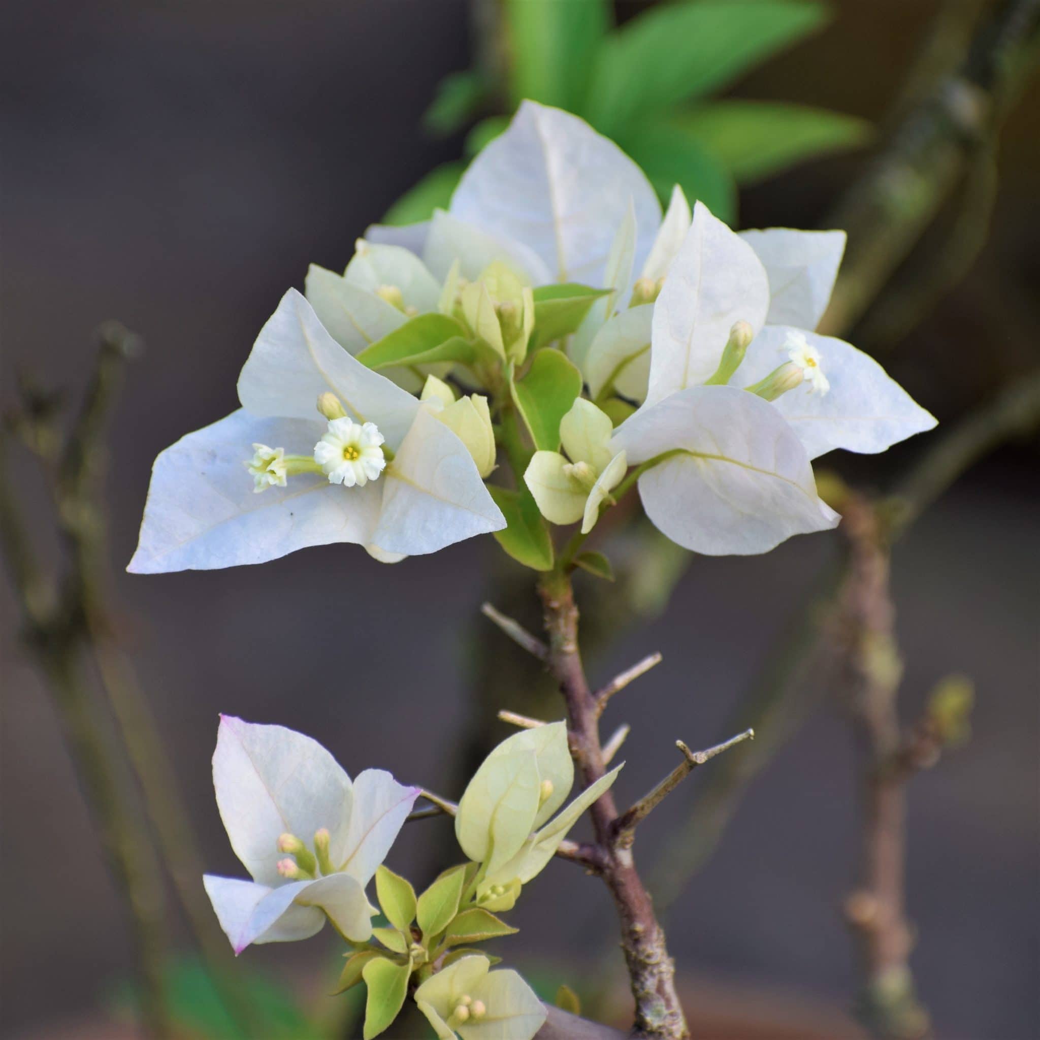 bougainvillea-white-1-scaled