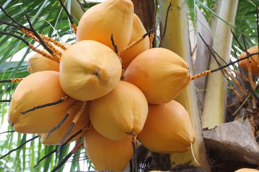 gardens-dwarf-coconut-yellow-malayan-live-plant-kerala-coconut-original-imafpkfh7qrf7gqe